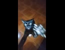 FE!N - Gato