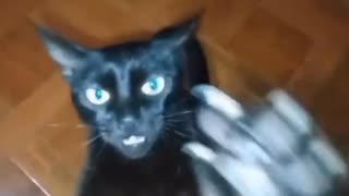 FE!N - Gato
