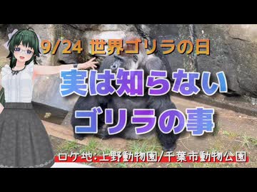 【笹梛リア】9/24は世界ゴリラの日 実は知らないゴリラの事【四国めたん】