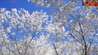 2024.8.24精神科医 和田秀樹先生 危ないことがわかってるのに、テレビに出たいがために危ないことを国民に知らせない。 そんなテレビに魂を売るようなクズ文化人に私はなりたくない。