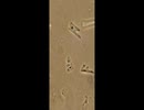 ファイザー枠沈の中身を乾燥させた後の顕微鏡映像