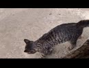(続く熊警戒（後半とある事件への苦言回ｗ））変態忍者の、有害鳥獣駆除従事活動記・その３０３