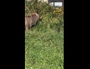 稚内エゾシカ‼️