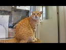 猫島行きフェリーの切符売り場の猫がかわい過ぎる