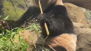 客寄せパンダ