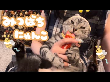 ハロウィン近いから猫にコスプレさせてみた【初投稿】