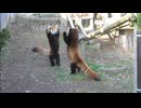 ホモと見る挑む相手を間違えた動物たち.battle