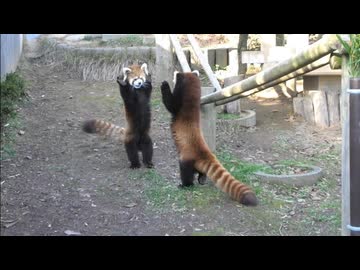 ホモと見る挑む相手を間違えた動物たち.battle