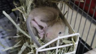 クリ丸が家族になって1週間経ちました。