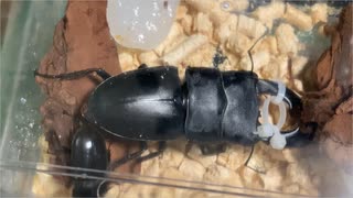 【体長差5.5cm】オオヒラタクワガタの交尾