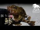 ココキャン 第210話『何が何でも鯵が釣れない男』