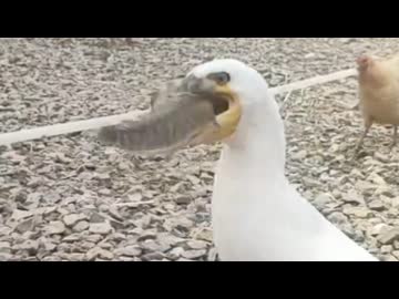 ホモと見る魚を無限に食らう鳥