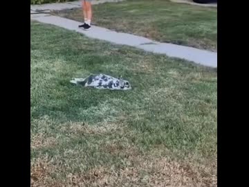 ホモと見る突然電池切れになる犬