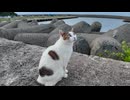 テトラポットの上にいた猫ちゃん、こっちに来たと思ったら猛烈に甘えてきた