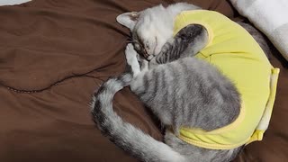 黄色いプニプニ猫がベッドを占領して寝てました