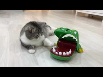 ホモと見る猫vsワニワニパニック