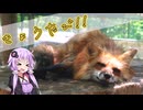 きょうたび!! 蔵王キツネ村編