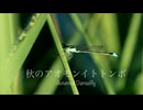 秋のアオモンイトトンボ