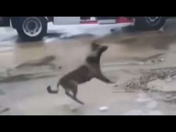 ホモと見る台風で空を飛ぶ中国の犬