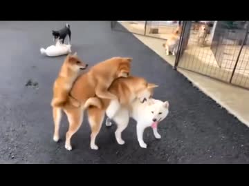 ホモと見るムカデ人間と化した犬