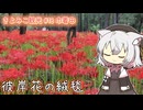 さよみこ観光 巾着田(埼玉県)【小夜/SAYO誕生祭2024】