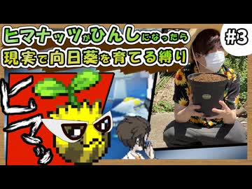 【実況】ヒマナッツがひんしになる度に『現実で向日葵を育てる』縛り #3（BW2版）