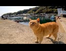 釣り人の状況を確認して廻る野良猫を撫でる