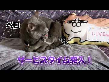 毎朝行われる猫たちの壮絶なカメラの奪い合い
