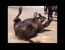 ホモと見るバカンスをエンジョイするお馬さん