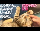 ムギワラ保護子猫、おみやげを沢山持ってくる