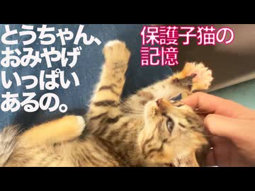 ムギワラ保護子猫、おみやげを沢山持ってくる