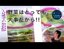 キューピーサラダクラブ2種食べ比べてみた。