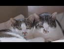 【流し聞きでOK】ファクトフルネスの要約①【猫動画】