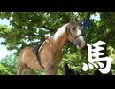 榛名湖の畔、馬に出会った