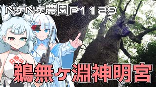 2024年9月25日　農作業日誌P1129　鵜無ケ淵神明宮のクスを見に行ってきたよ