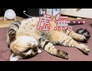 雨が続きます…