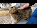 神社にいた野良猫を撫でると奇妙な喜びの声を上げる