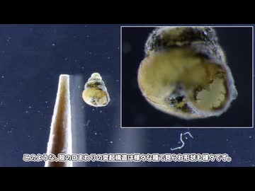 ゆっくりカタツムリ探し　その13