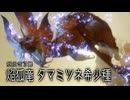 【MHRSB】ぼんくらーず狩り日記　part42【タマミツネ希少種】