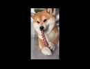 ホモと見る誰も見ていない事を確認して両手で食事する犬