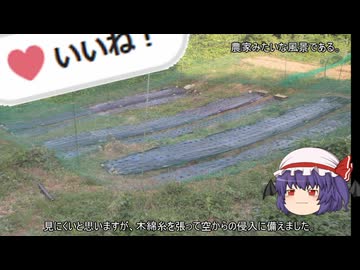 ゆっくり農民247ニンニクを育ててみませんか？#15