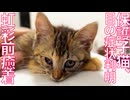ムギワラ保護子猫、目の異常が判明する