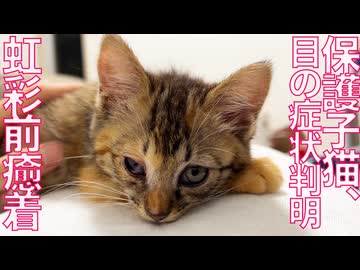 ムギワラ保護子猫、目の異常が判明する