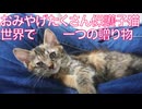 ムギワラ保護子猫、世界で唯一無二の贈り物