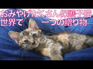 ムギワラ保護子猫、世界で唯一無二の贈り物