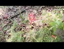 【牛脂ちゃん［20］】かぶとむしの森を散策(蜻蛉/彼岸花/蜂/蟷螂との邂逅)【霜降ぎゅぅ】