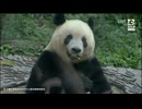 PandapiaLive_2024_09_26