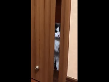 ホモと見る嫉妬でガチギレする猫