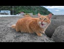 防波堤の猫「ニャーーーーん」