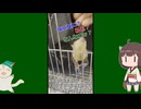 【 #フクロモモンガ 】0円で作った破棄する予定のジーパン寝床の居心地良さ！【 #おはモモンガ 】